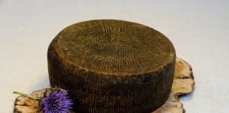 Tuma persa forma