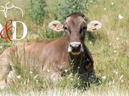 mucca-irpina