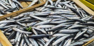 Che fine hanno fatto le alici di Menaica alici di menaica