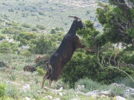 Capre della sardegna