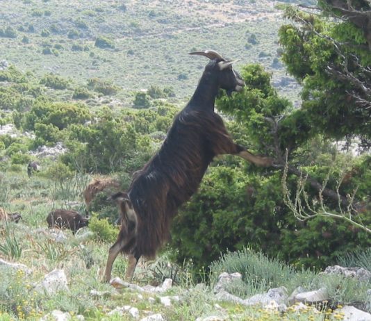 Capre della sardegna