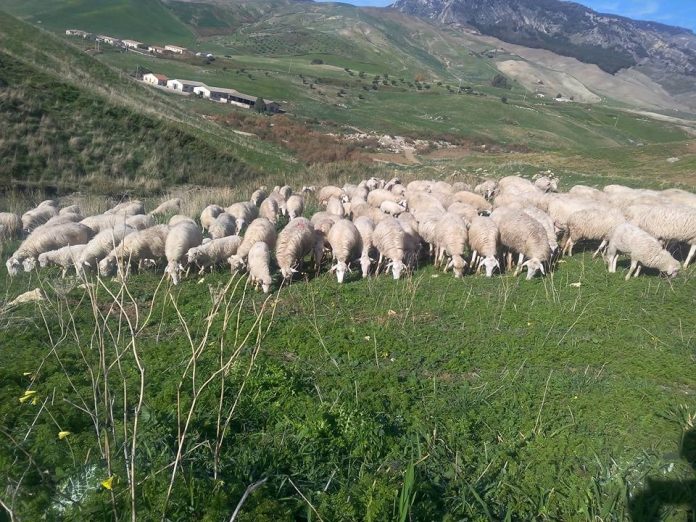 pecore al pascolo pecore al pascolo