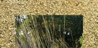 grano cappelli